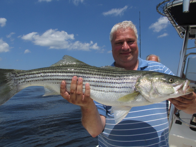 Ricky's 33" Striper 7-4-13